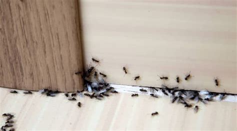How To Get Rid Of Ants In The Bathroom