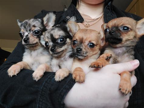 Rare Purebred Merle Chihuahua Puppies Dogs For Sale Ireland