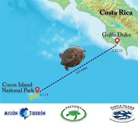 Juvenile Green Sea Turtle ‘gina Migrates Over 310 Miles From Cocos