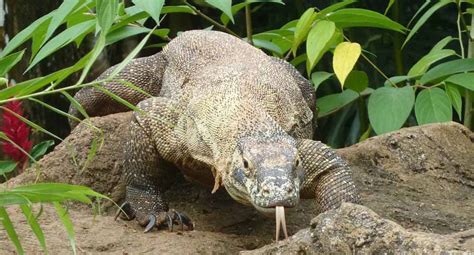 Costa Rica Reptile Huge Lizard ~ Welcome To Yougethere