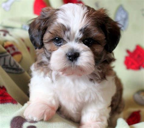The Shih Tzu Puppies Are Very Friendly And At The Same Time It Is Also