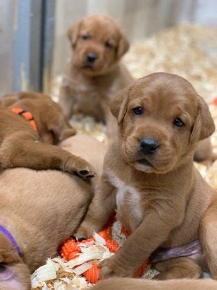 Find red fox lab in canada | visit kijiji classifieds to buy, sell, or trade almost anything! Fox Red Lab Puppies For Sale | Balsam Branch Kennel | Four ...