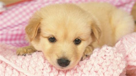 Brown Cute Puppy Is Lying Down On Light Pink Wool Knitted