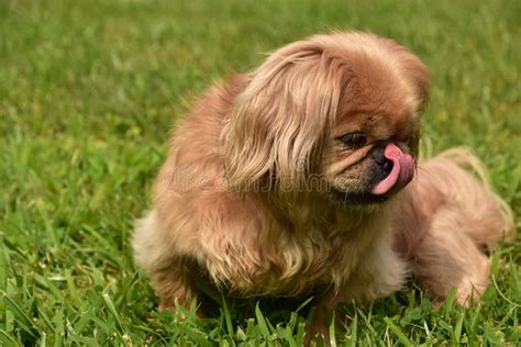 Cute Pekingese Dog Licking The Tip Of Her Nose Stock Photo Image Of