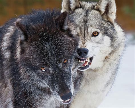 Wolf Kisses Photograph By Terry Hawthorne Fine Art America