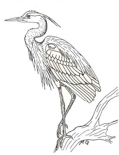 Blue Heron Coloring Page Sketch Coloring Page Bird Drawings Heron