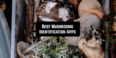 7 Best Mushrooms Identification Apps For Android And Ios Freeappsforme
