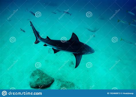 Bull Shark Carcharhinus Leucas Reefs Of The Sea Of Cortez Stock Image