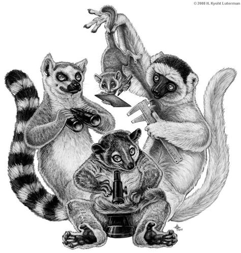 Beza Mahafaly Lemurs Animal Drawings Lemur Grey Mouse Lemur