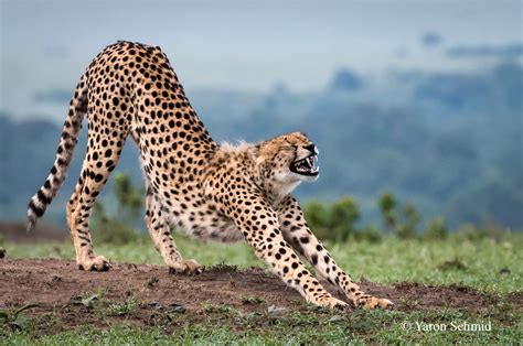 Cheetahs — Ys Wildlife Photography