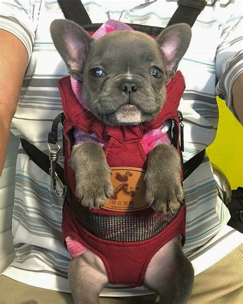 It is here that you will find out about us and the dogs that we share our lives with. Frenchie World® Dog carrier backpack | French bulldog ...