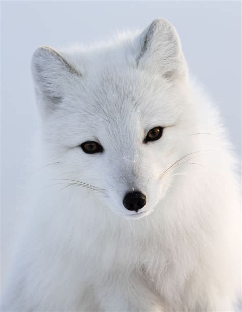 Adopt An Arctic Fox Wildlife Adoption And T Center Pet Fox Fox