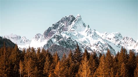 Download Wallpaper 1920x1080 Mountain Trees Forest Peak Snowy
