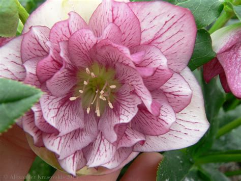 Aggregata Plants And Gardens How To Plant And Care For Hellebores