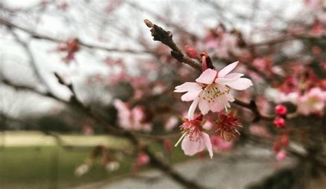 We did not find results for: It's January...And Cherry Blossoms Bloomed In Central Park ...