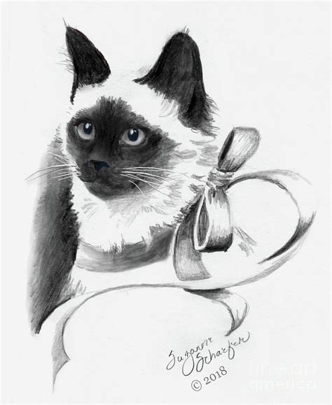 Birman Cat Drawing Drawing By Suzanne Schaefer