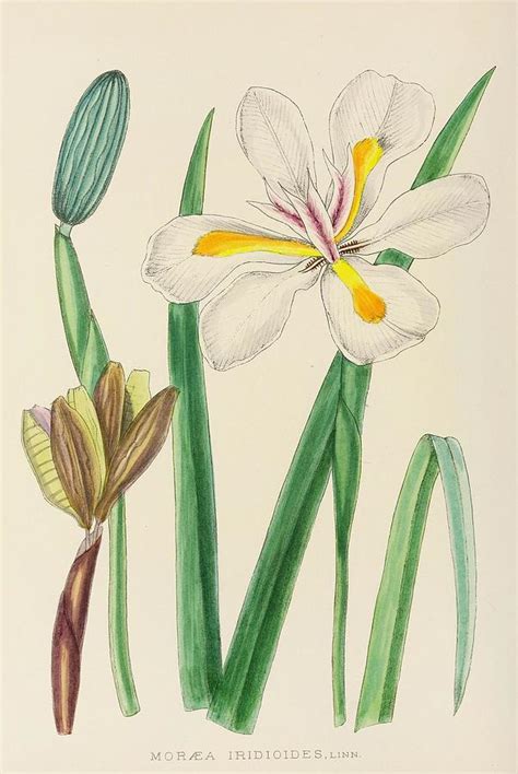 Moraea Iridioides Painting By Illtyd Buller Poleevans South African