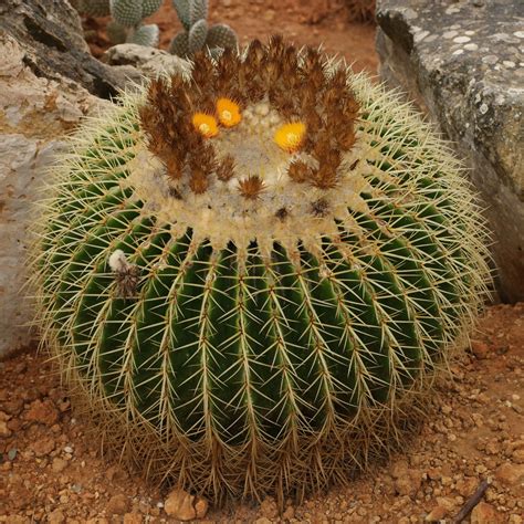 Cactus y suculentas son términos que a menudo se usan indistintamente, sin embargo, no siempre son los mismos. Echinocactus grusonii