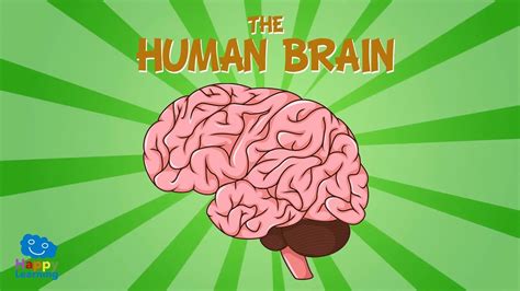 The Human Brain Educational Videos For Kids Youtube