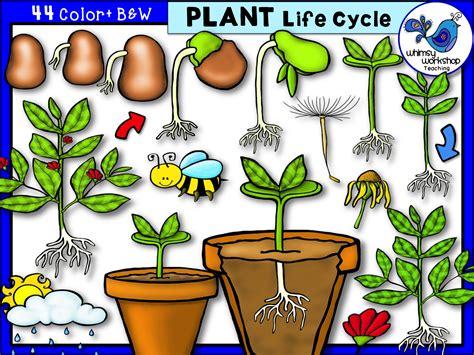 Whimsy Workshop Teaching Teacher Graphics Plant Life Cycle Plants