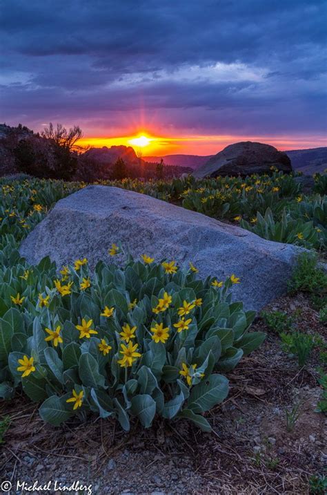 Release By Michael Lindberg 500px Landscape Flowers Beautiful