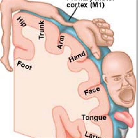 Symptoms Of A Frontal Lobe Stroke