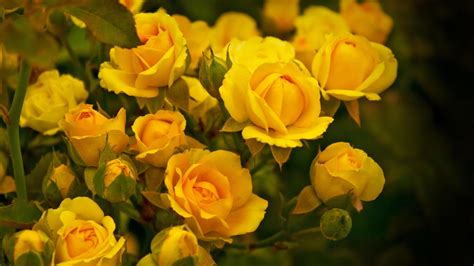 Beautiful Yellow Roses In The Garden Wallpapers And Images