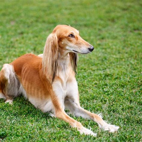 dogs   similar  greyhounds pup junkies