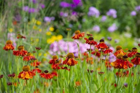 The 10 Easiest Flowers To Grow From Seed