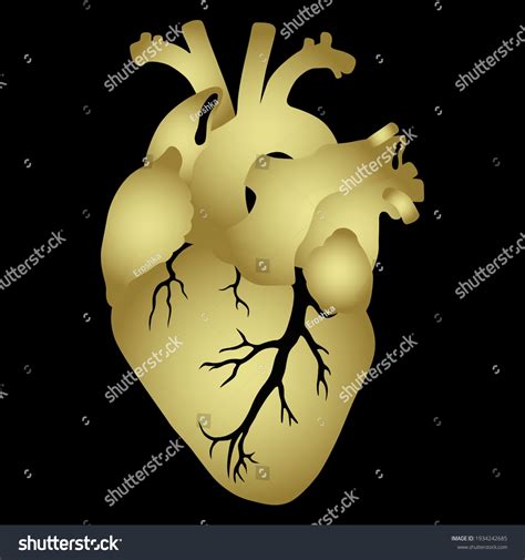 Human Heart Golden Glossy Silhouette On Stock Vector Royalty Free
