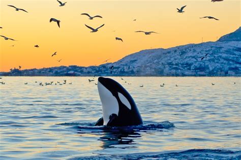 6 Ways You Can Help Save Captive Killer Whales Right Now