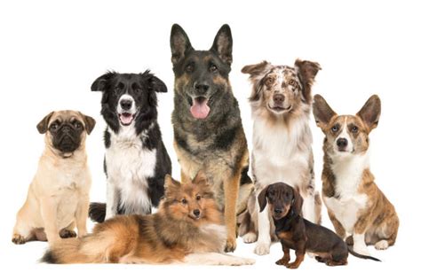 Multiple Dogs Stock Photos Pictures And Royalty Free Images Istock