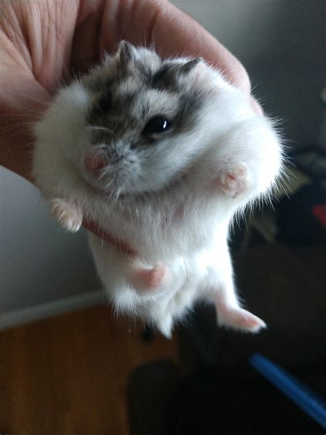 Meet Craig The Rescue Hamster My Boyfriend And I Were Checking Out At