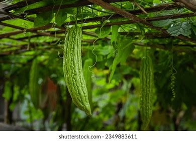 Momordica Charantia Plant Garden Images Stock Photos Vectors Shutterstock