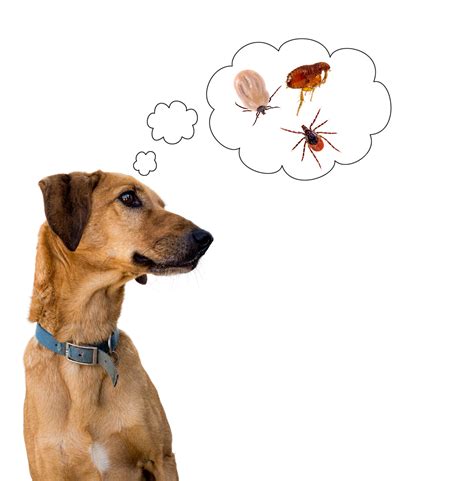 15 How To Tell If Dog Has Fleas Or Ticks