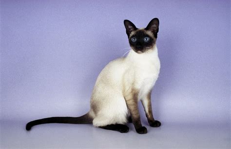 Cat's Skin and Coat | Everything About Cats!