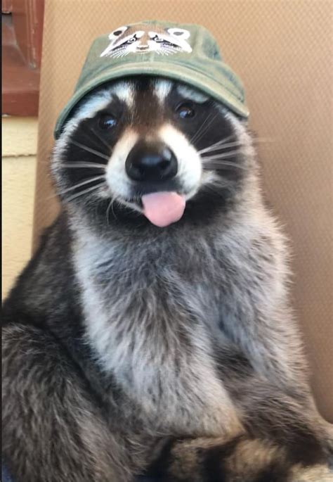 Searchraccoon Raccoon Funny Cute Baby