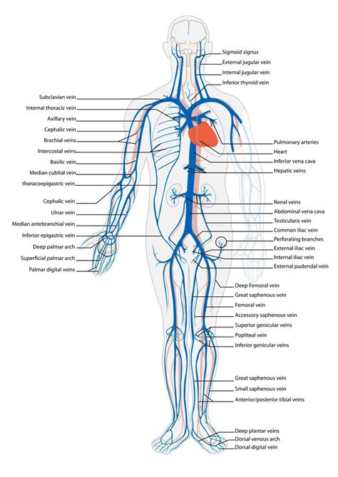 The Main Veins In The Human Body Arteries Anatomy Vascular