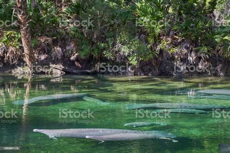 Wintering Manatees In The Beautiful Blue Spring State Park Within