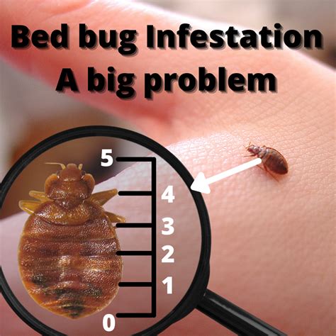 Bed Bug Infestation A Big Problem