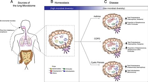 The Airway Microbiome And Disease Chest