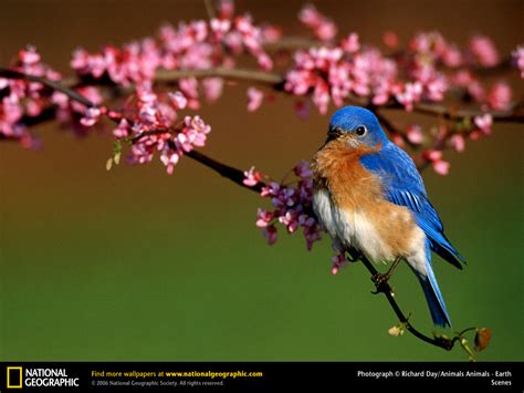 46 Free Bluebird Wallpaper For Desktop