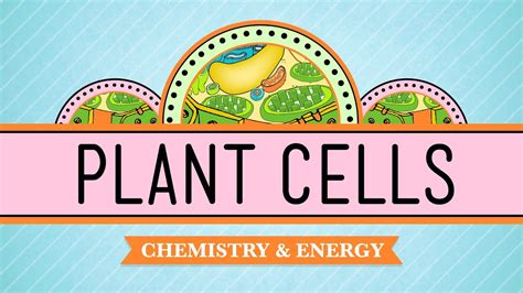 The most prominent feature is the. Plant Cells: Crash Course Biology #6 - YouTube