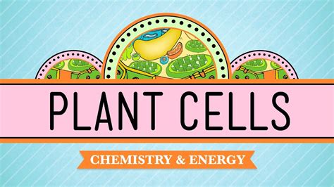 Check spelling or type a new query. Plant Cells: Crash Course Biology #6 - YouTube
