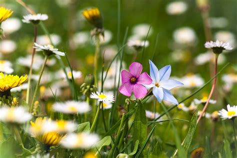 meadow of flowers and grass wallpaper