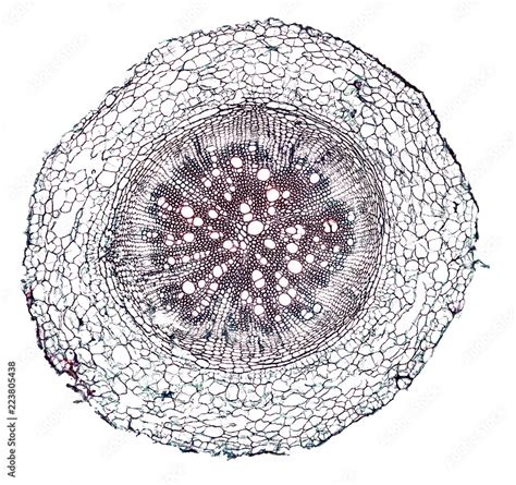 Sunflower Root Cross Section Cut Under The Microscope Microscopic