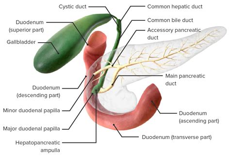 Pâncreas Anatomia Concise Medical Knowledge