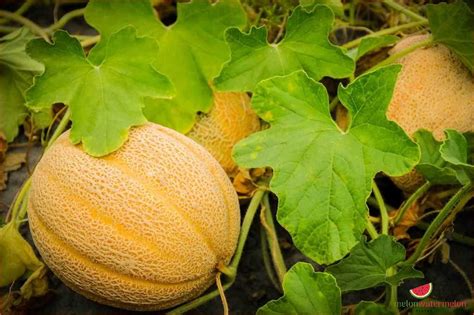 Step By Step Guide On Growing Honeydew Melon From Fresh Seeds