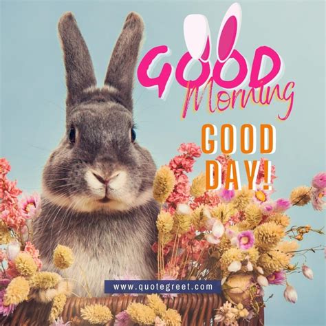 25 Cute Good Morning Rabbit Images Wishes Messages Quotegreet