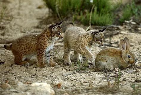 Baby Iberian Lynx Baby Iberian Lynxesthe Iberian Lynx Is The Most